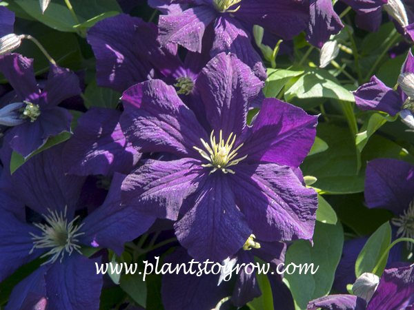 Clematis Jackmanii Superba has larger and a richer purple color to the flowers.